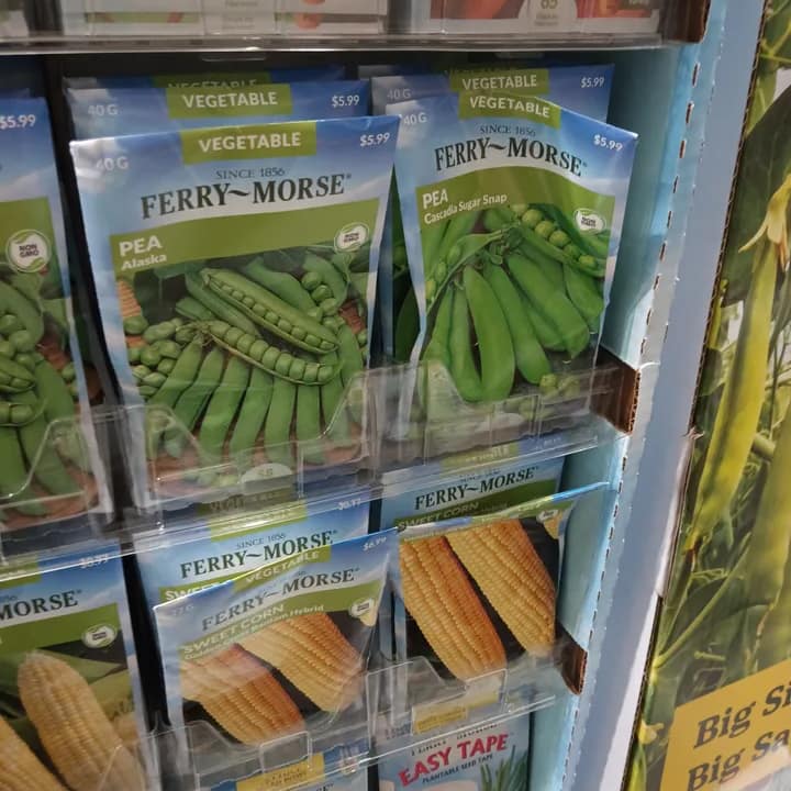 How to Grow Peas in the Humid Cold: Quick Crops for the Cushion